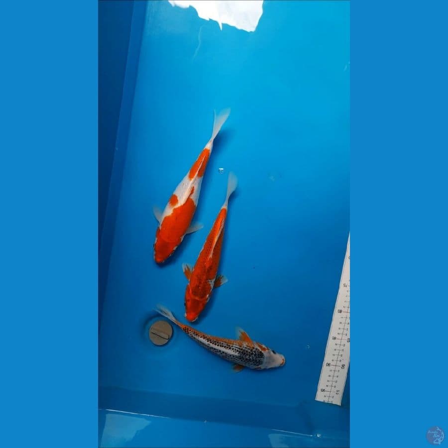 mix 24-26cm