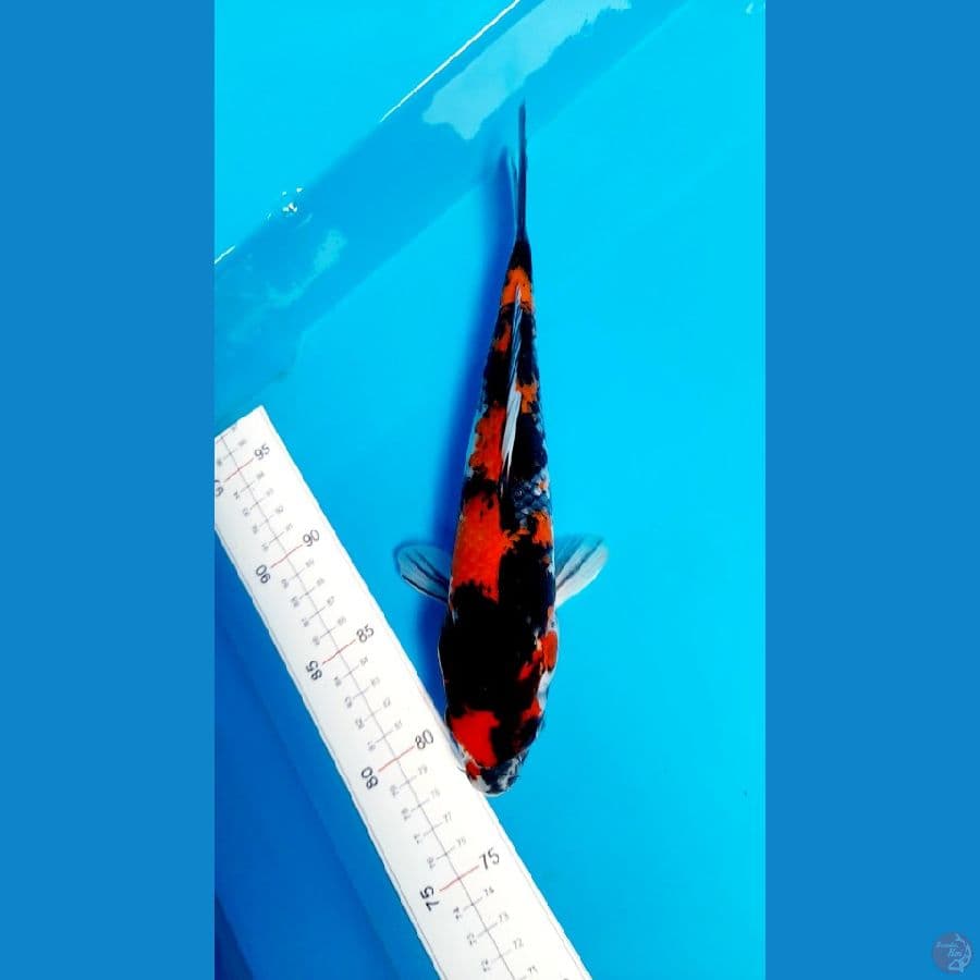 showa 26cm