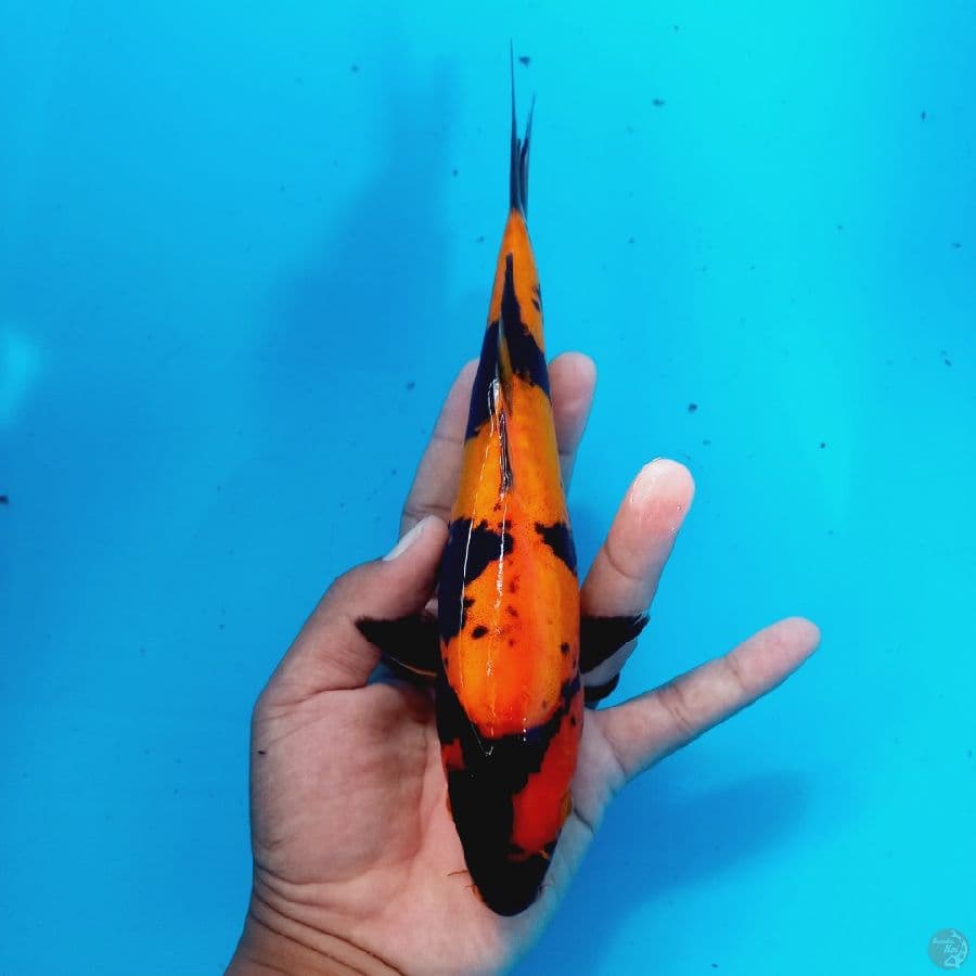 HI UTSURI DOITSU// 24 CM