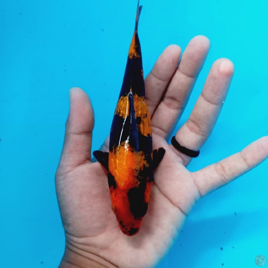 HI UTSURI GINRIN// 18 CM