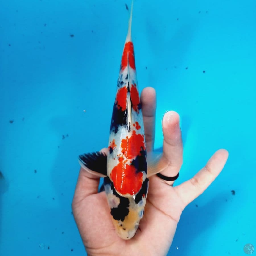 SHOWA// 24 CM