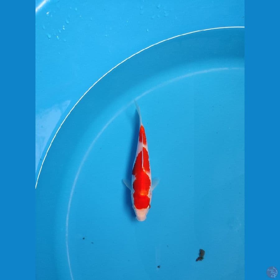 kohaku halus