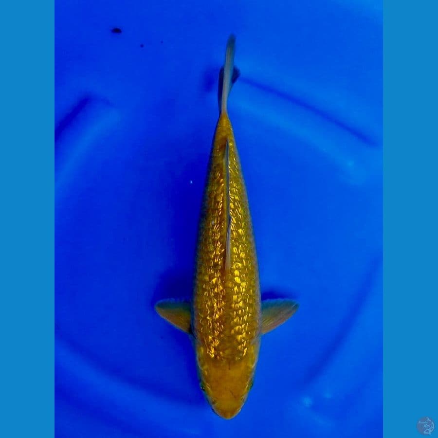 31cm , Karamel ginrin