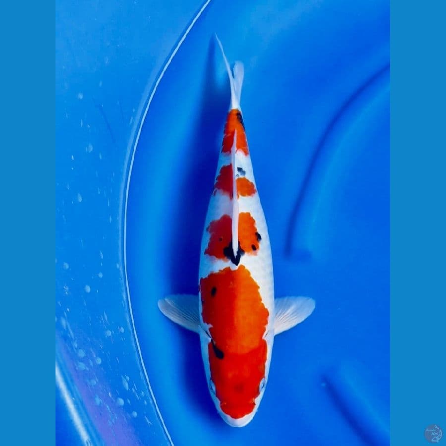 43cm , showa tategoi