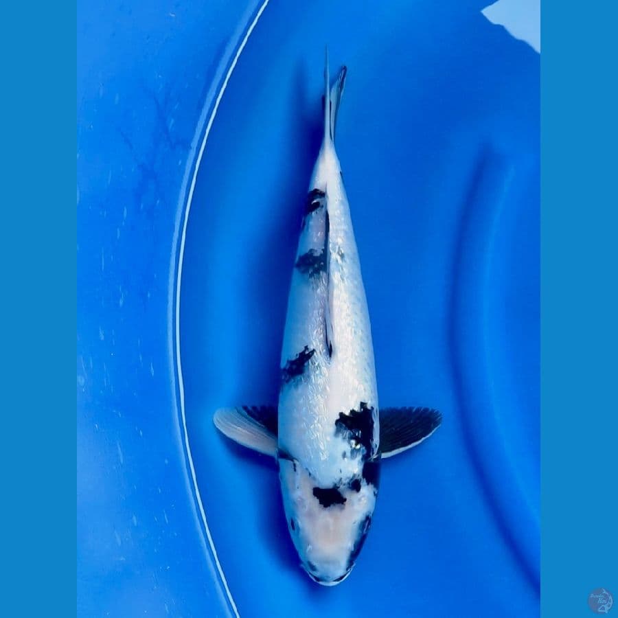 siro tategoi 43cm ,