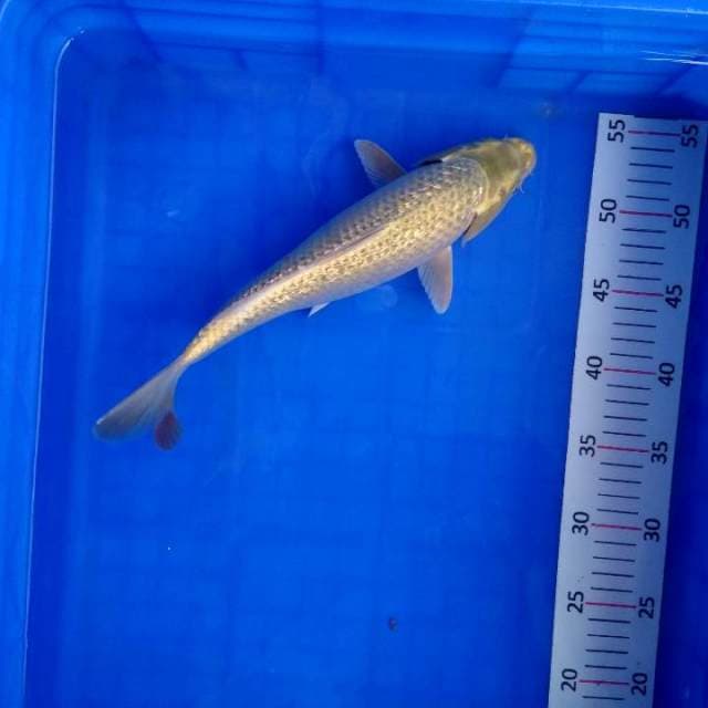 mukhasi ginrin punuk