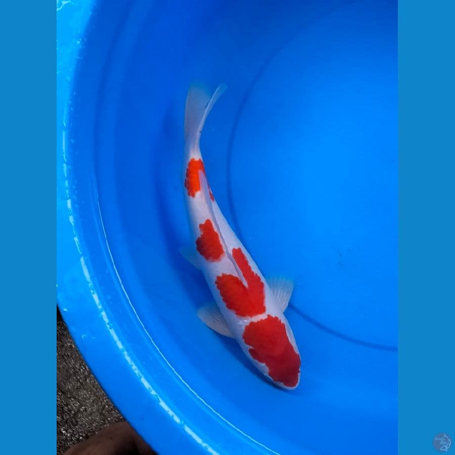 Male Kohaku 35cm