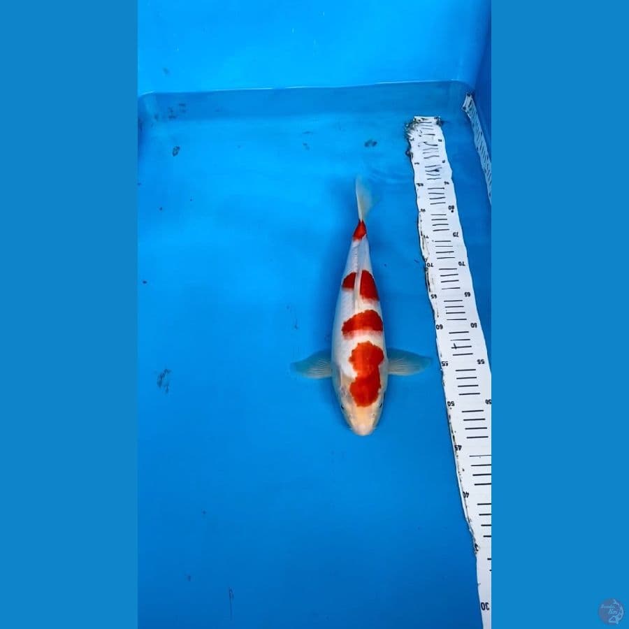 KOHAKU 4step STRONG 38cm MALE