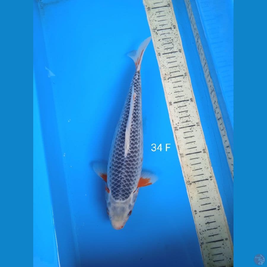 asagi 34cm