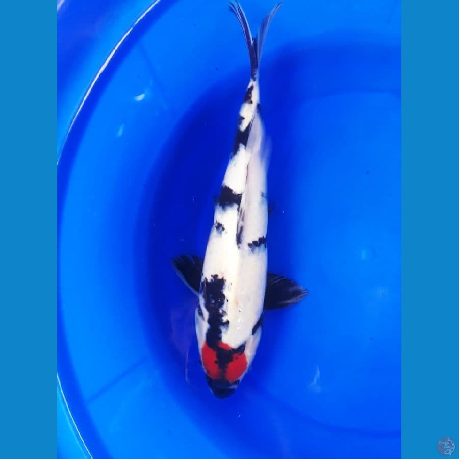 tc showa 37 m