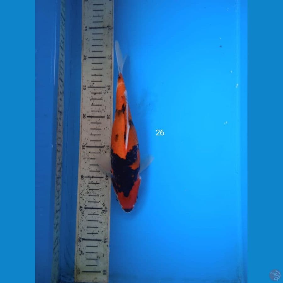 hi showa 26cm