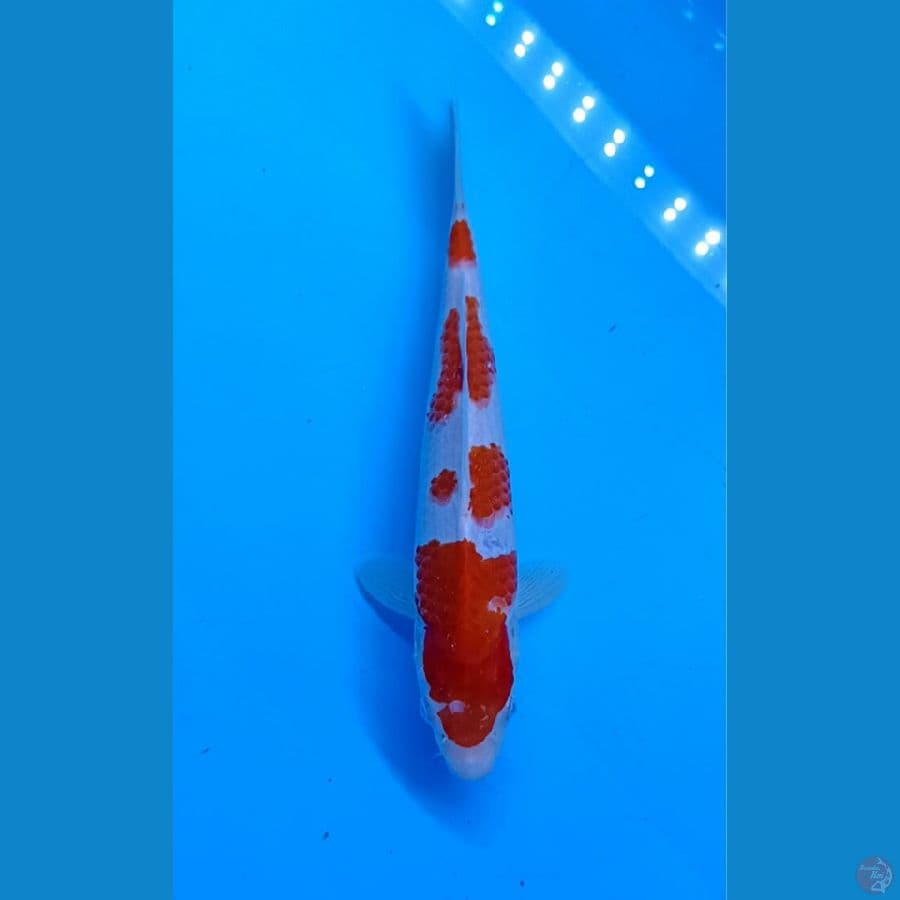 Kohaku SQ 27cm
