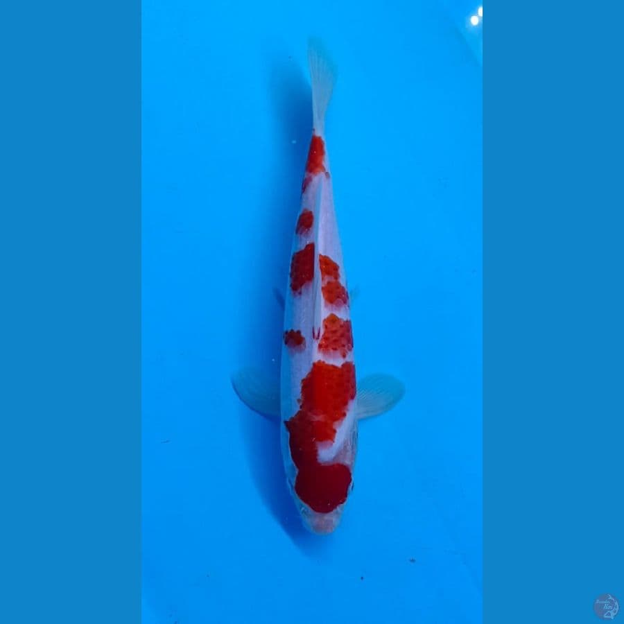Kohaku SQ 27cm