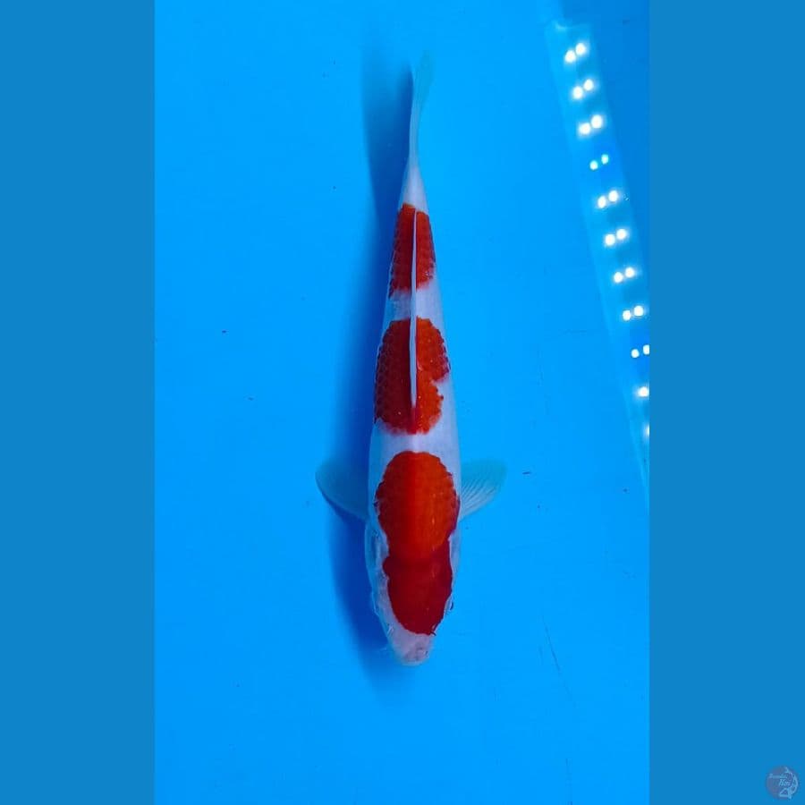 Kohaku SQ 3step 26cm