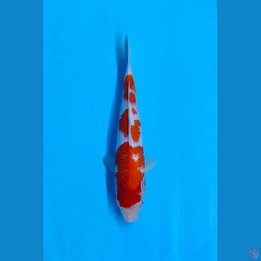Kohaku SQ 3step 27cm