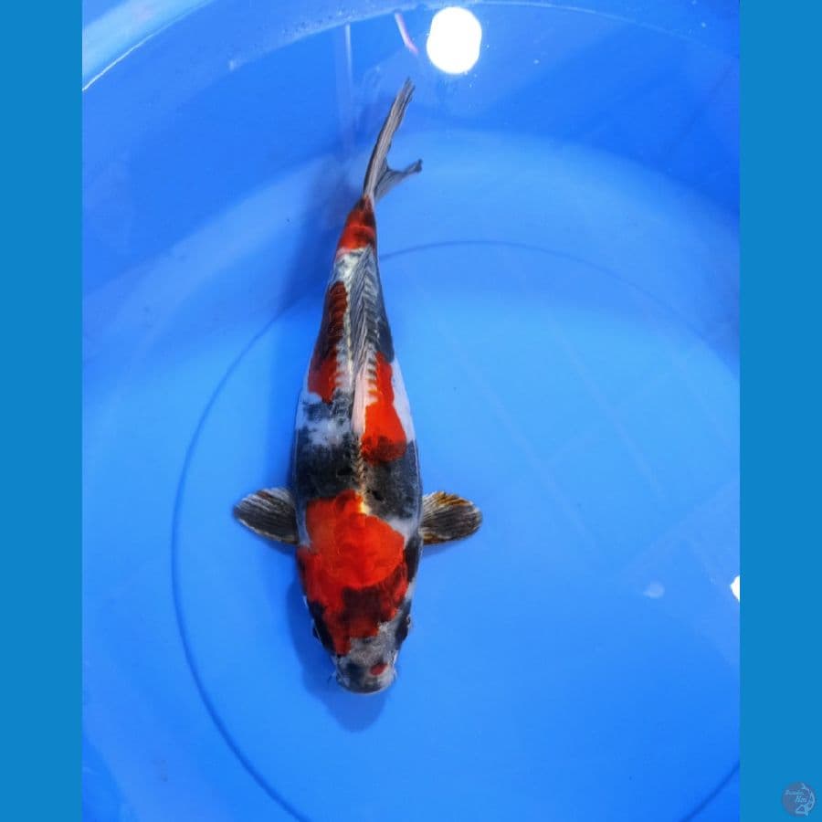 SB BENYKIKOKURYU. 33CM