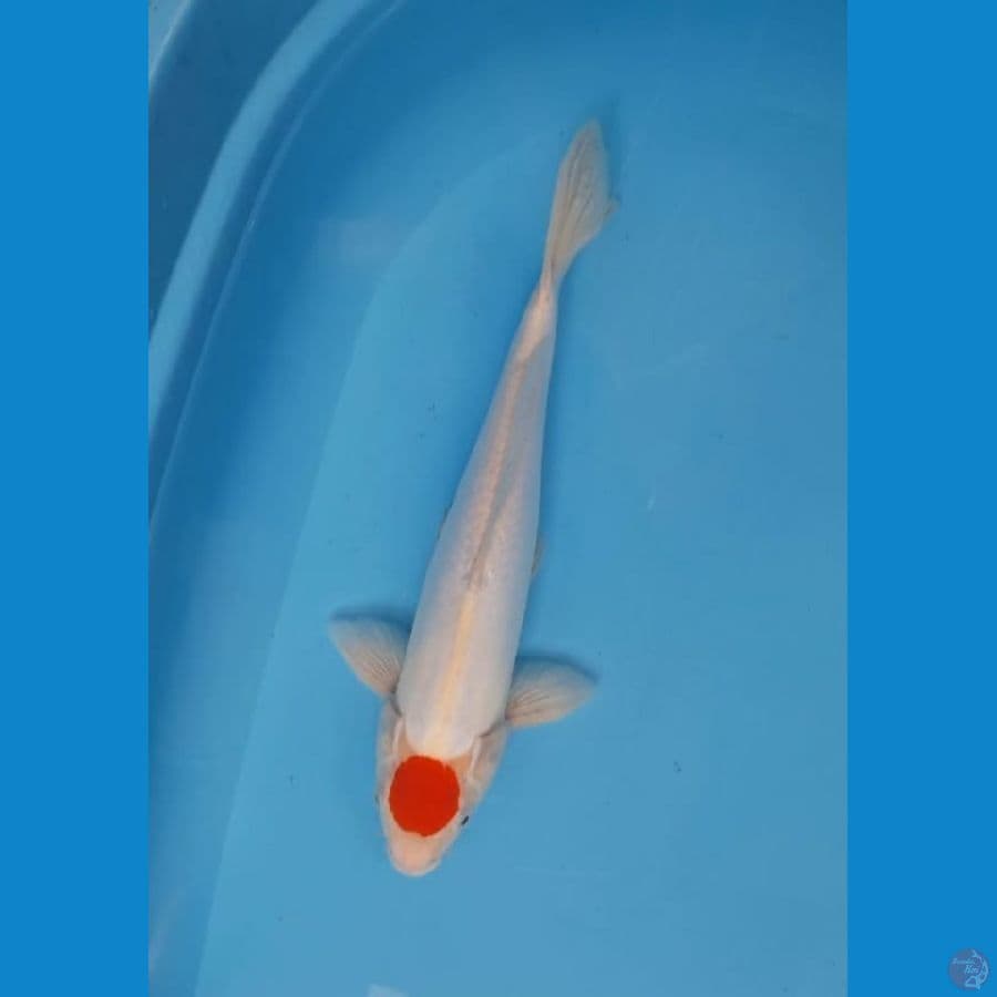 ori 37 cm