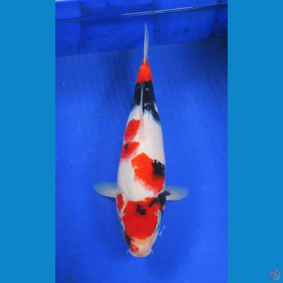 kindai showa ±34cm