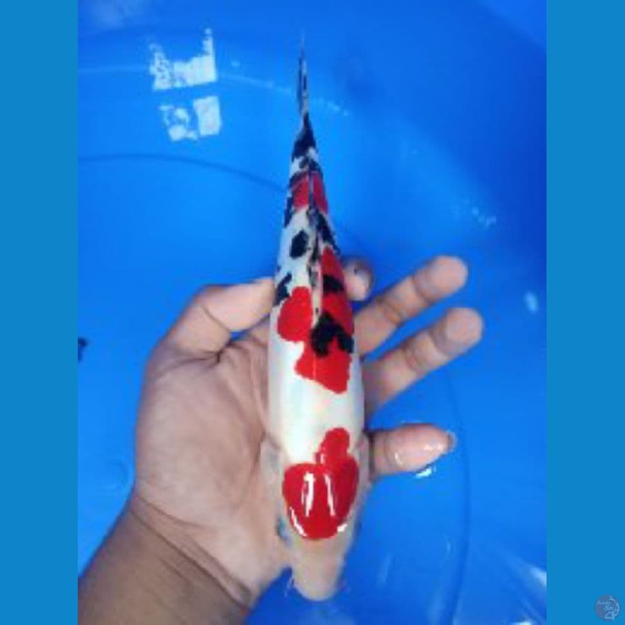 sanke doitsu 26 cm