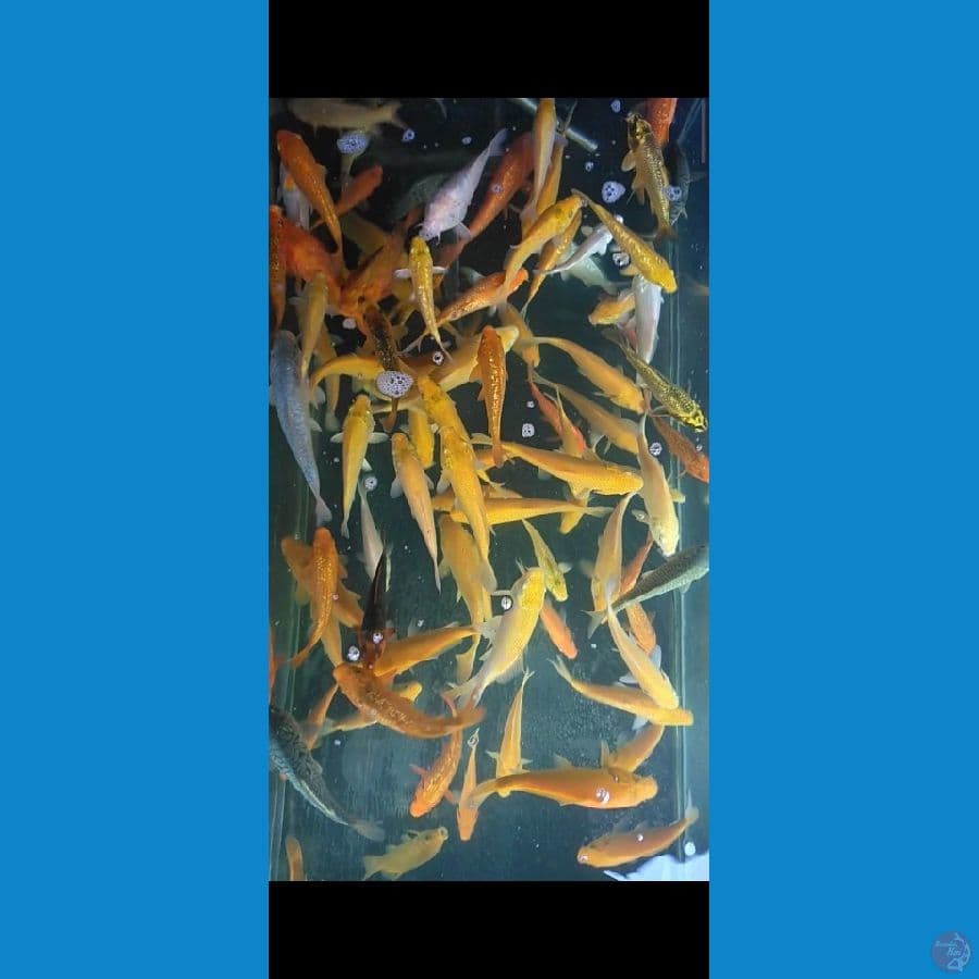 baby caramel , karashi dan mix 60ekor + bonus || 15bu-20cm