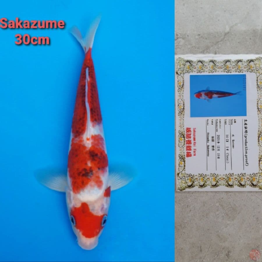 ZAKAZUME GOROMO 30CM SERTI