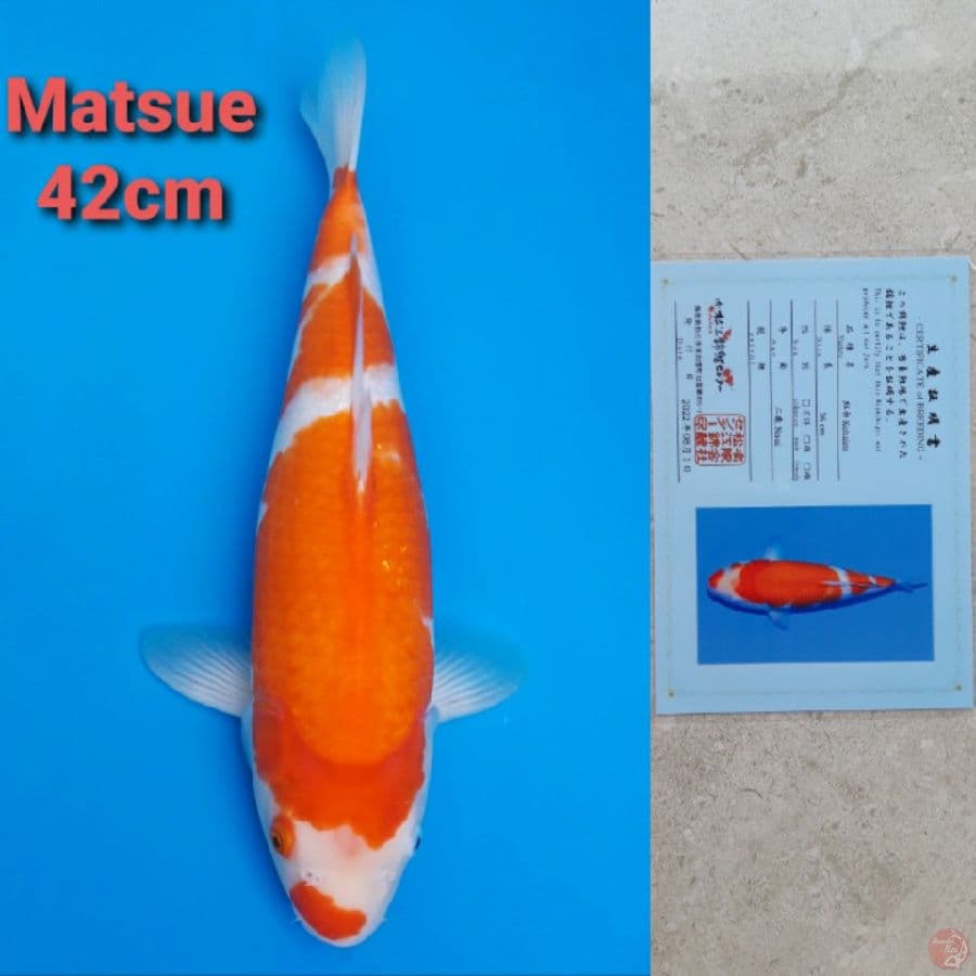 MATSUE SANDAN KOHAKU 42CM. INSANG BUKA