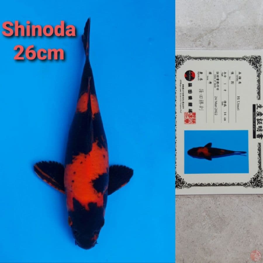 SHINODA HIUTSURI 26CM SERTI