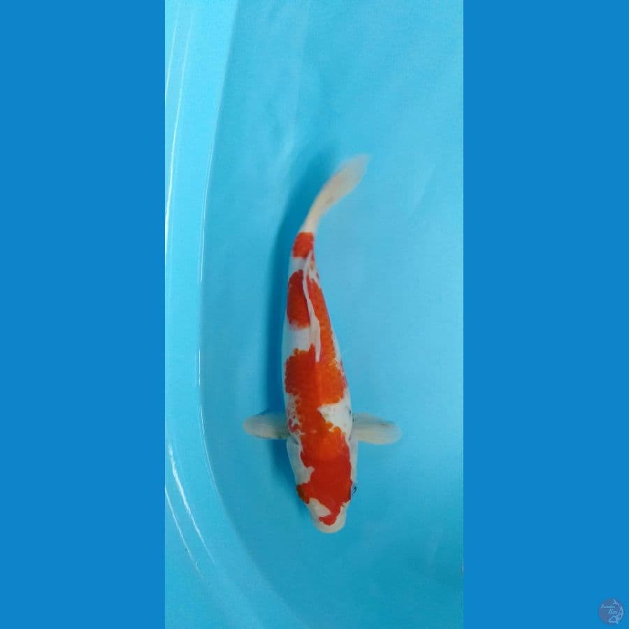 Kohaku kanoko F 31cm