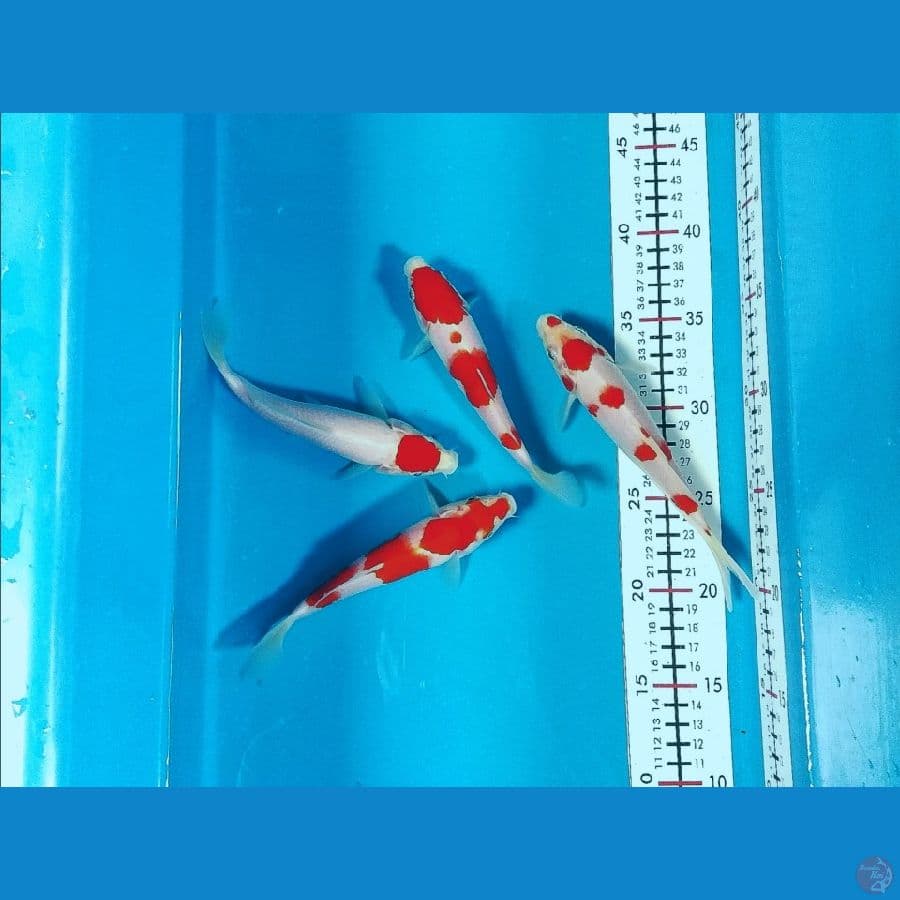 kohaku