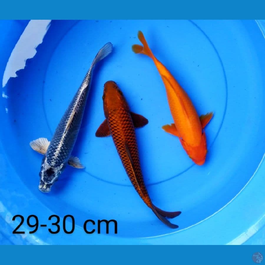 ogon 29-30 cm