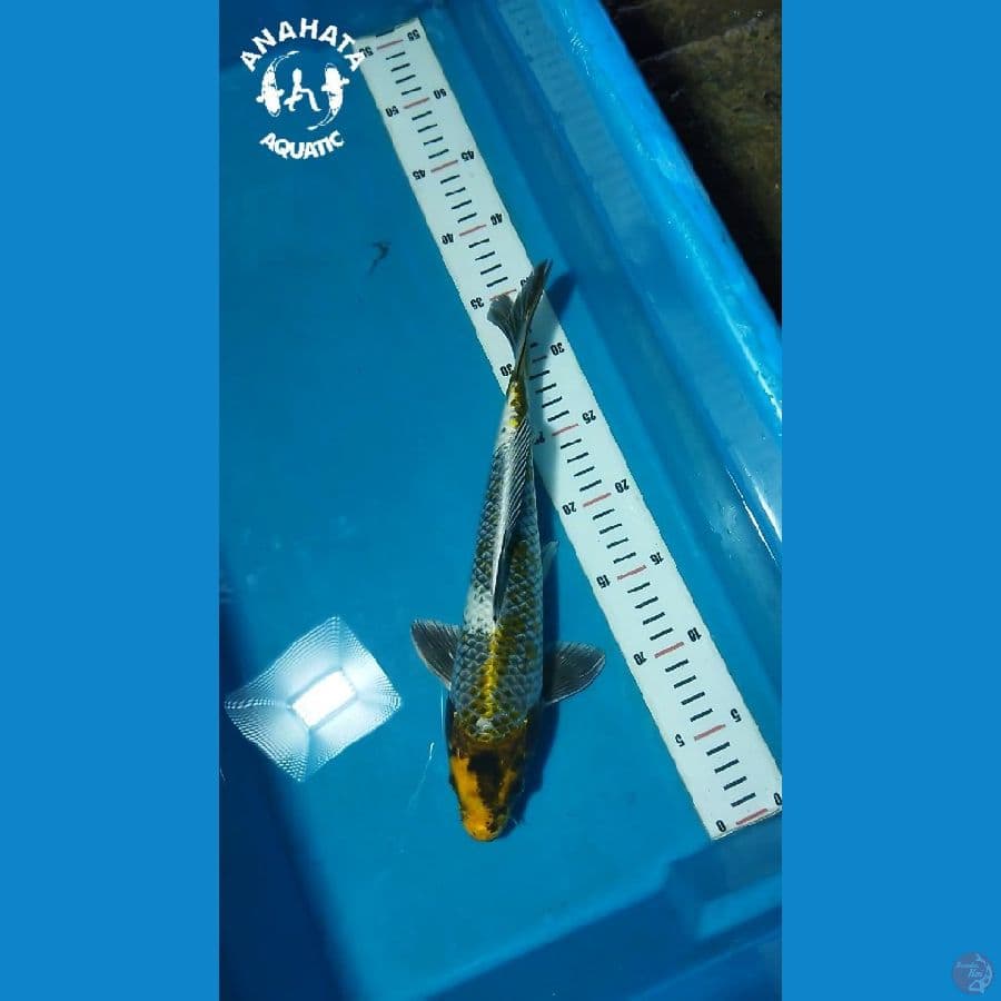 Kujaku - 32 cm