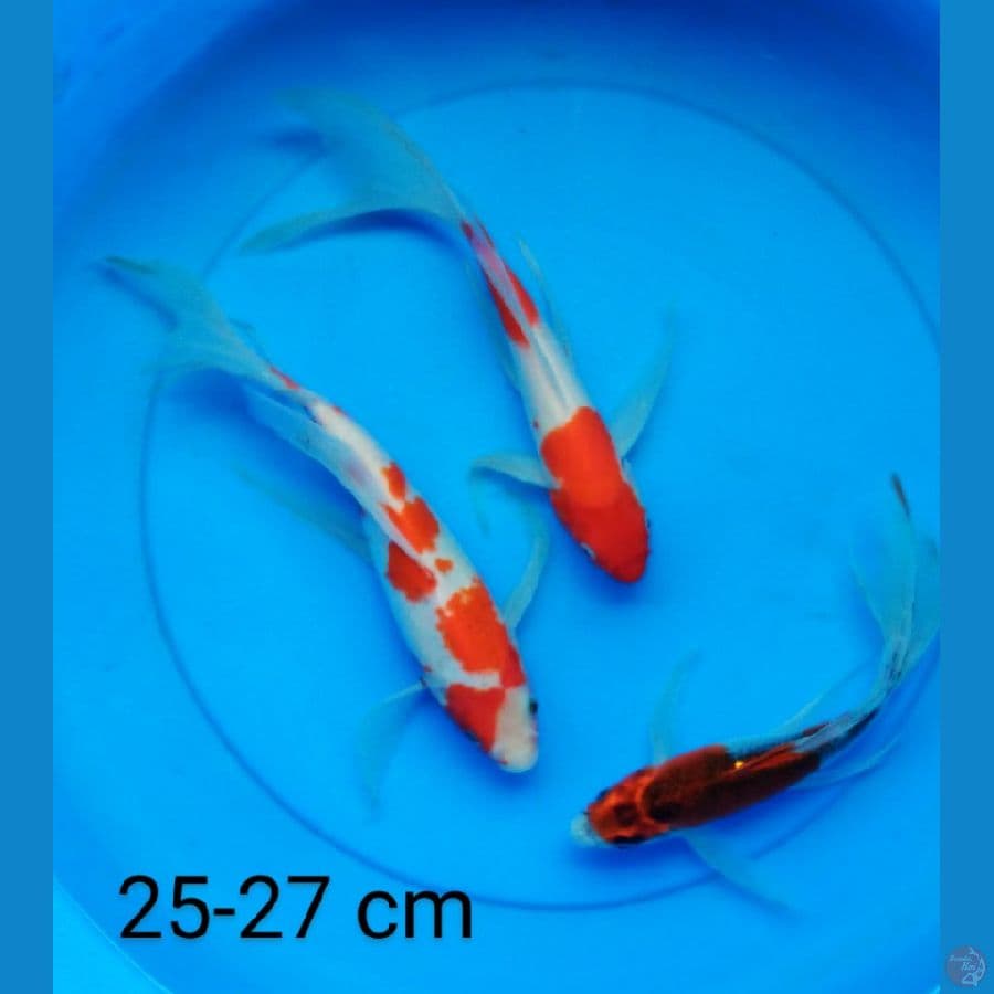 slayer mantap 25-27 cm