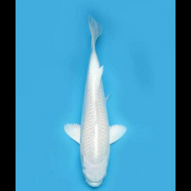 31cm Female - Platinum Bersih Calon Jumbo