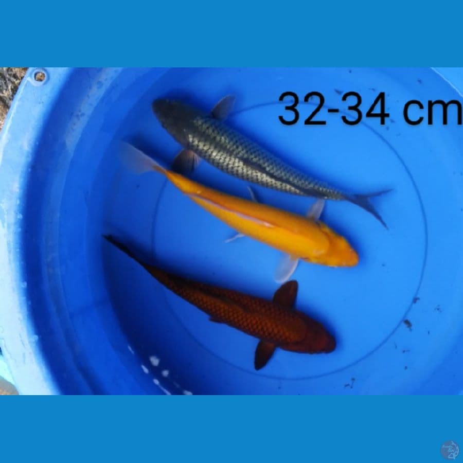 mix ogon 32-34 cm