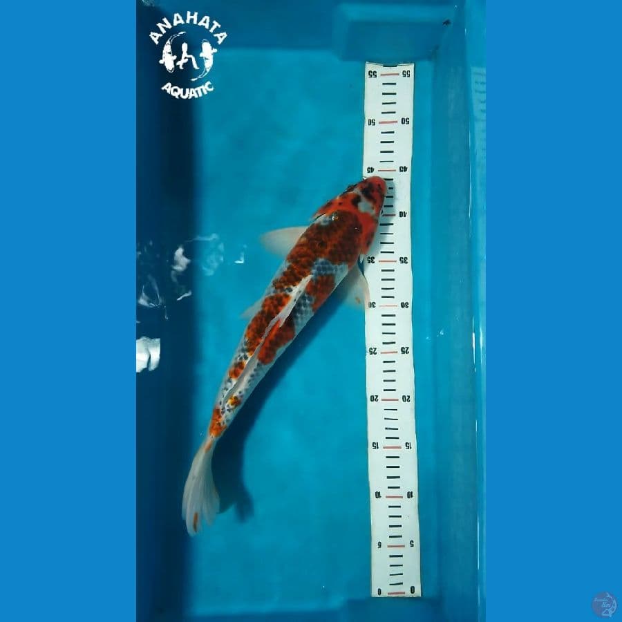 Ghosiki 36cm jantan