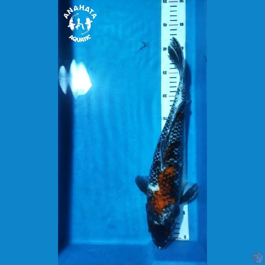 Beni Matsukawabake 40cm