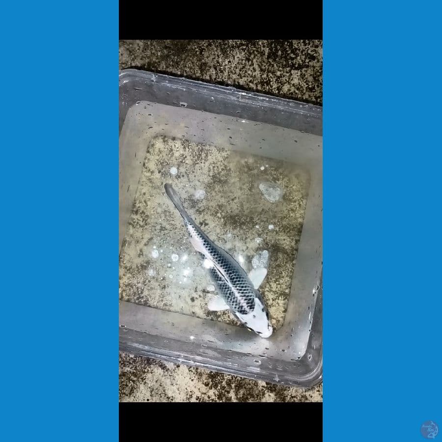 bahan keeping madsuba 15cm sq