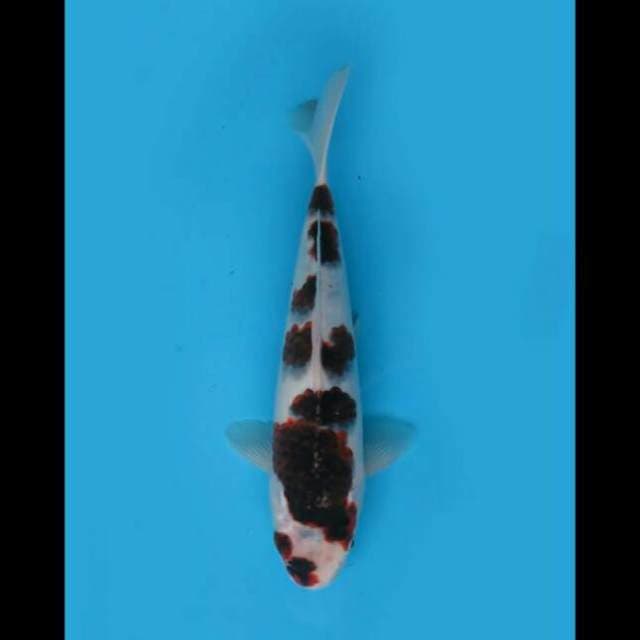 25cm Male - Sq Budo Goromo Sakura