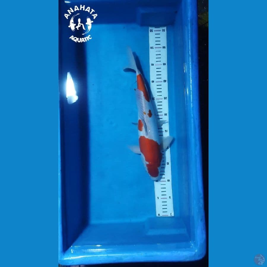 Kohaku Doit 36cm