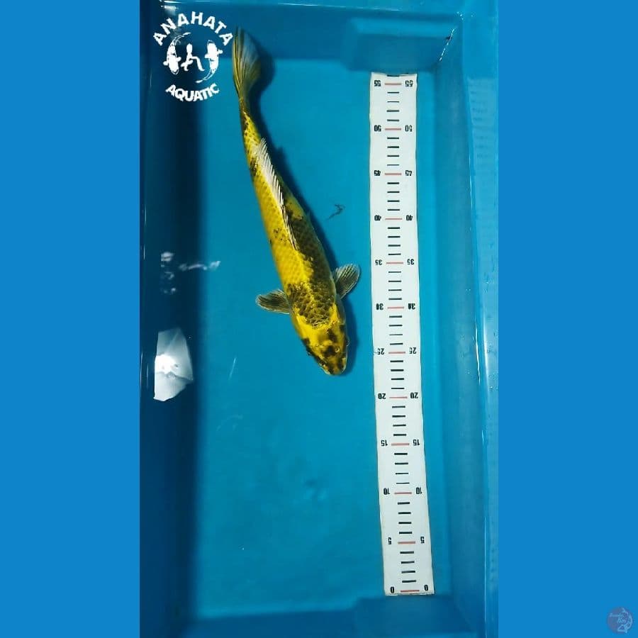 Kin Ki Utsuri 35cm Betina