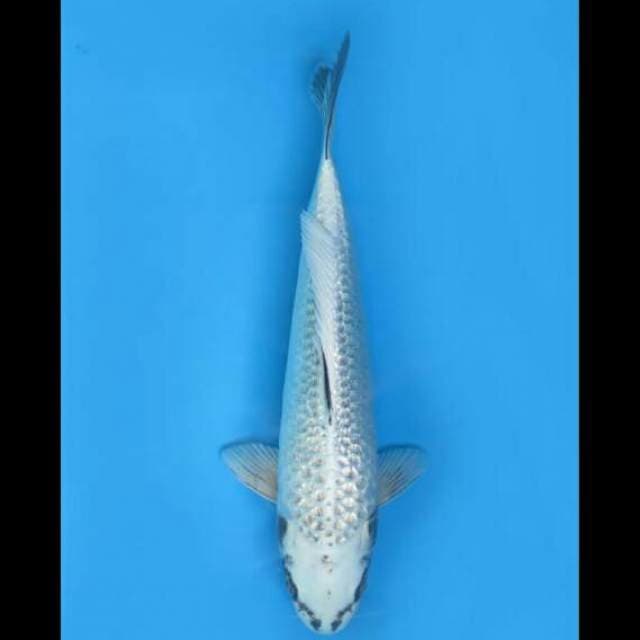 36cm Female - Gin Matsuba Calon Jumbo