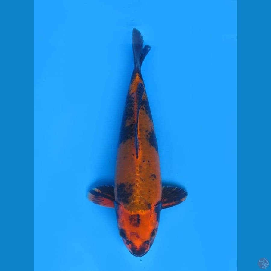 utsuri koromo