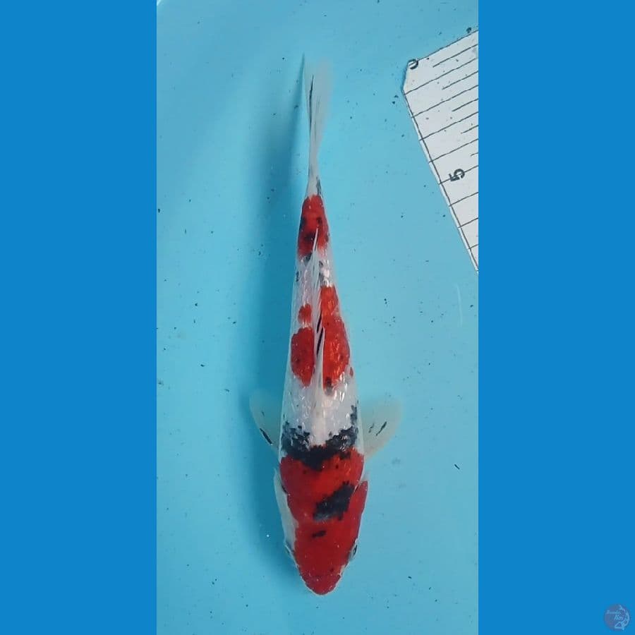 3step Sanke Ginrin 23cm