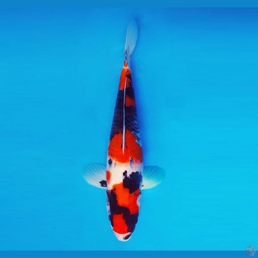 IWOJIMA 2 ~ Showa Evolution 32 cm/male ™