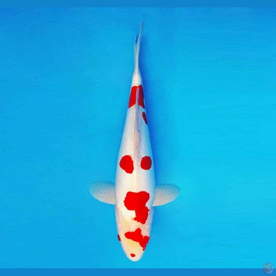 IWOJIMA 5 ~ Kohaku Doitsu 33 cm/male ™