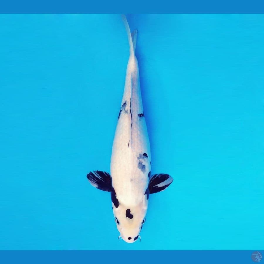 IWOJIMA 7 ~ Shiro Nekko 46 cm/fm ™