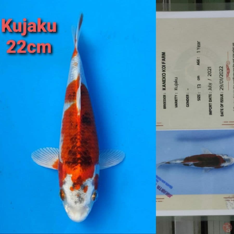 KANEKO KUJAKU 22CM SERTI