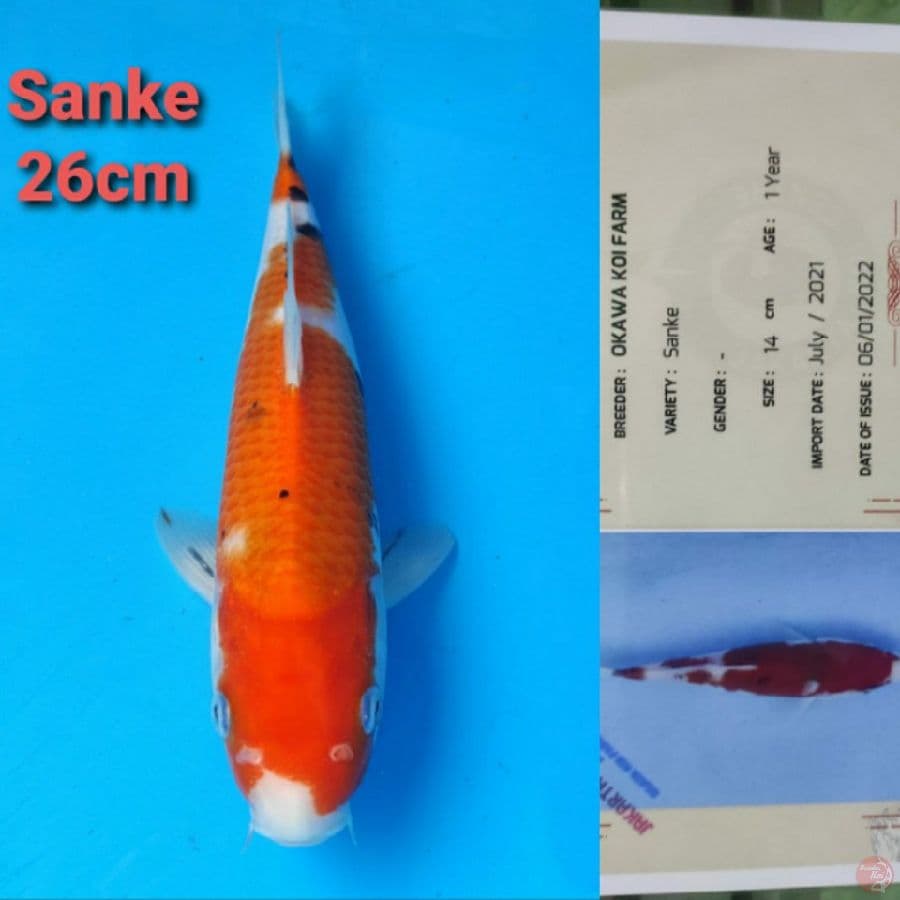 OKAWA SANKE 26CM SERTI