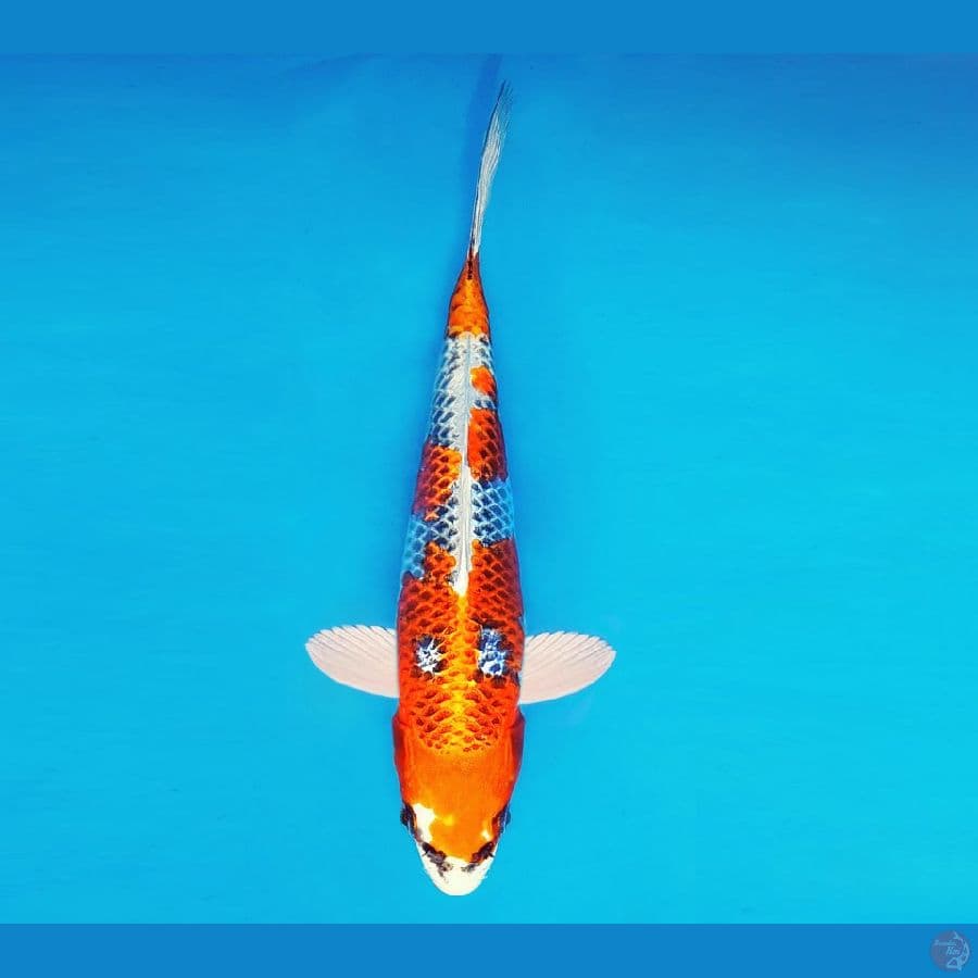 IWOJIMA 12 ~ Kujaku 20 cm/male ™