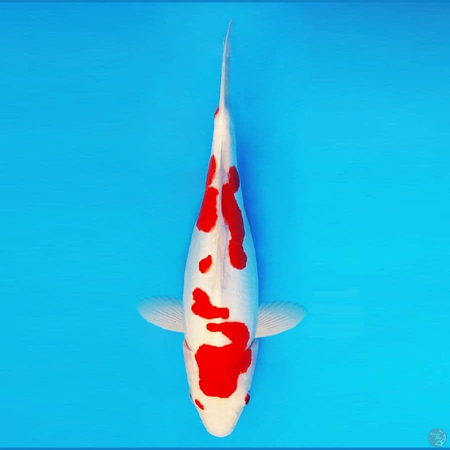 IWOJIMA 13 ~ Kohaku Doitsu Short Body 35 cm/fm ™